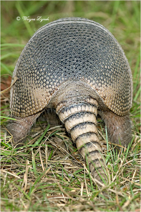Nine-banded Armadillo 116 by Dr. Wayne Lynch &copy;